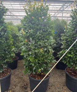 Camellia japonica - Camelia 