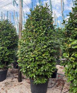 Camellia japonica - Camelia 