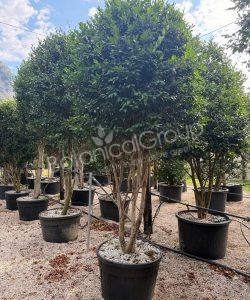 Camellia sasanqua - Camelia