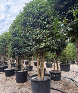 Camellia sasanqua - Camelia