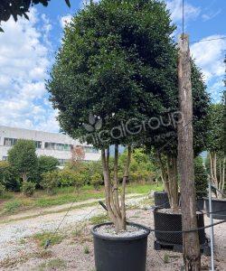 Camellia sasanqua - Camelia