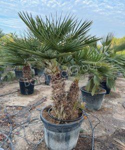 Chamaerops humilis - Europese dwergpalm