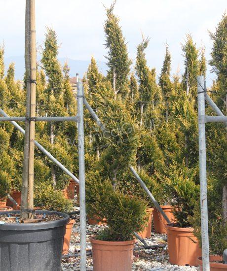 Cupressocyparis leylandii 'Castlewellan Gold' - Leylandcipres