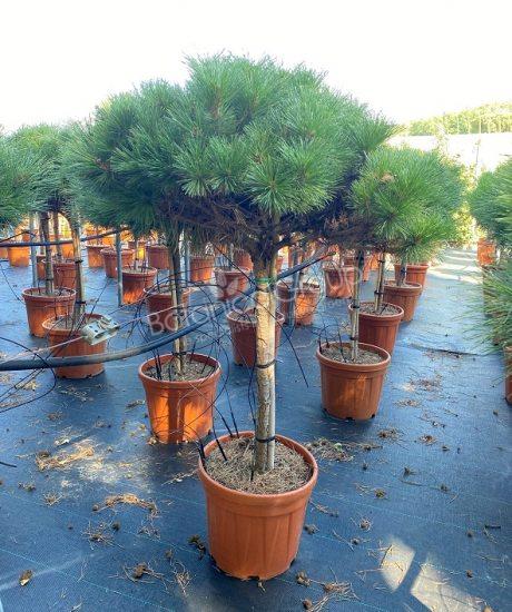 Pinus brepo 'Pierrick Bregeon'