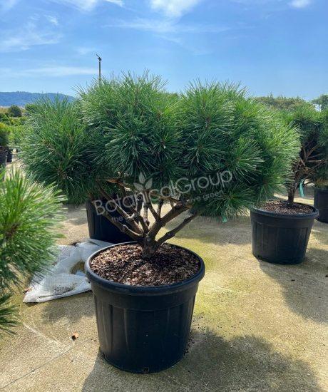 Pinus brevifolia 