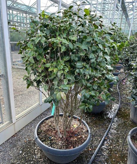 Camelia japonica - Japanse roos