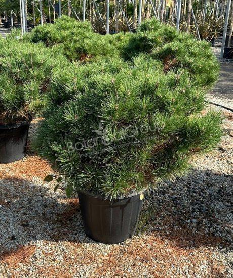 Pinus brepo