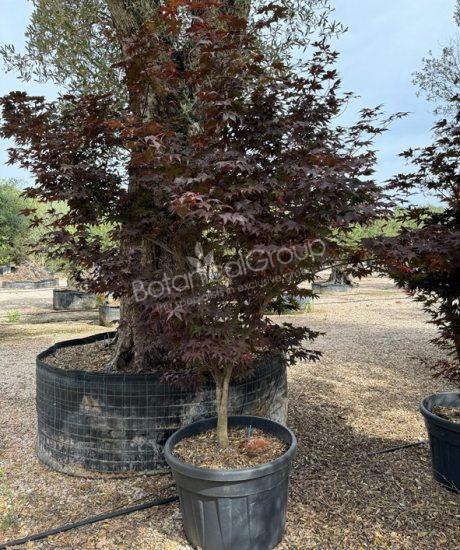 Acer palmatum 'Bloodgood' - Japanse esdoorn