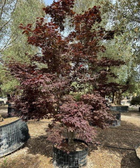 Acer palmatum 'Bloodgood' - Japanse esdoorn
