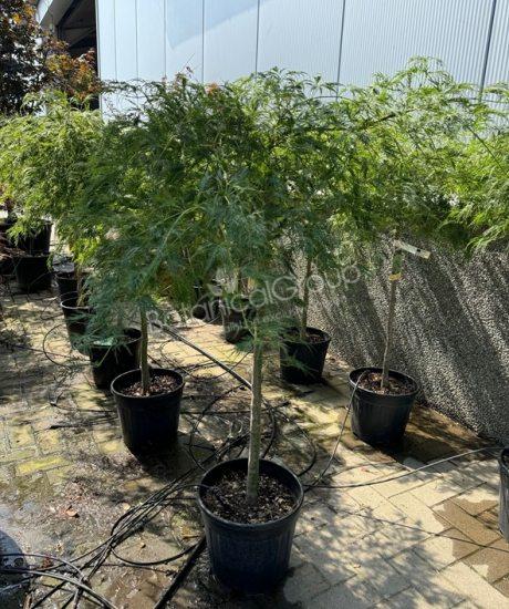 Acer palmatum dissectum 'Viride' - Japanse esdoorn