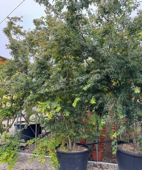 Acer palmatum 'Viride' - Japanse esdoorn