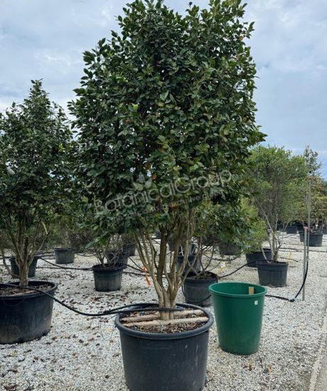 Camelia japonica - Japanse roos