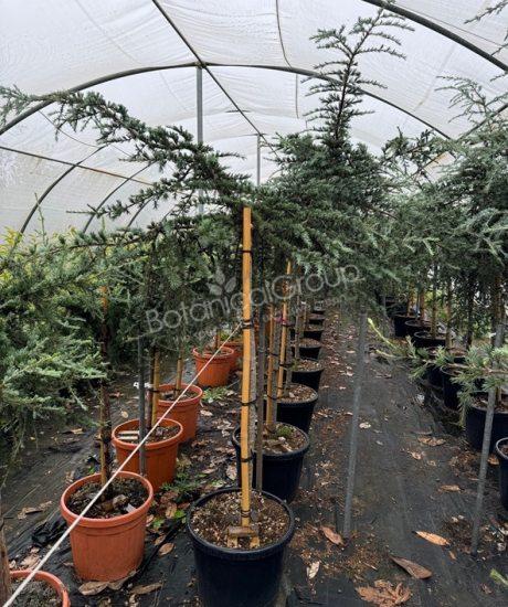 Cedrus atlantica 'Glauca pendula' - Treurceder