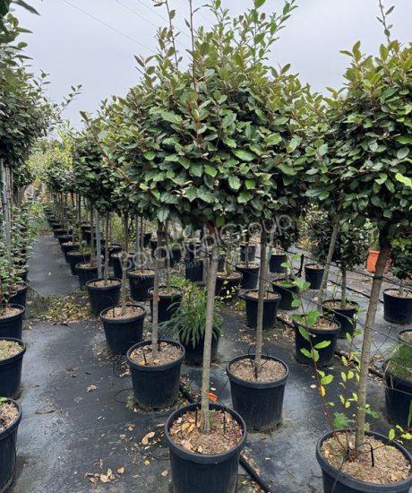 Elaeagnus ebbingei - Olijfwilg