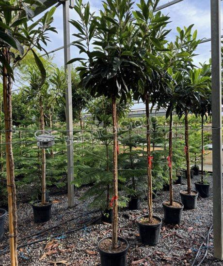 Eriobotrya japonica - Japanse wolmispel