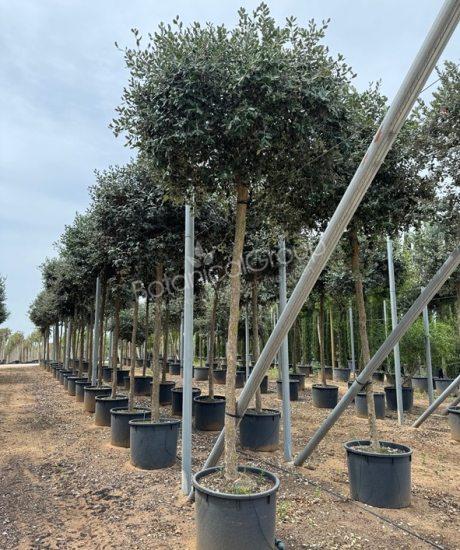 Feijoa sellowiana - Ananasguave