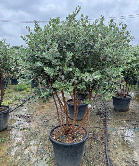 Feijoa sellowiana - Ananasguave