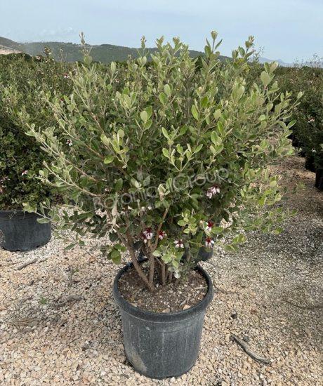 Feijoa sellowiana - Ananasguave