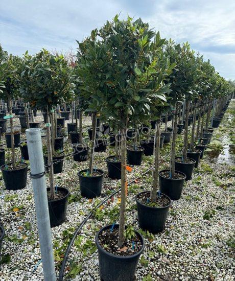 Laurus nobilis - Echte laurier