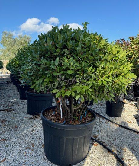 Laurus nobilis - Echte laurier