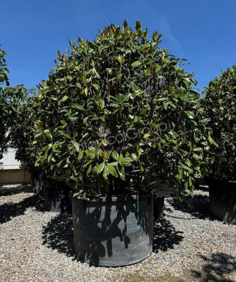 Magnolia grandiflora 'Gallisoniensis' - Groenblijvende tulpenboom
