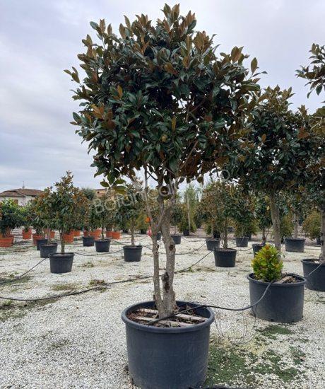 Magnolia grandiflora 'Gallisoniensis' - Groenblijvende tulpenboom