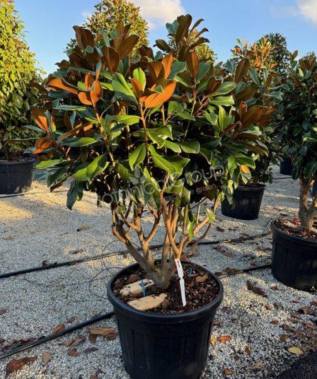 Magnolia grandiflora 'Goliath' - Groenblijvende tulpenboom