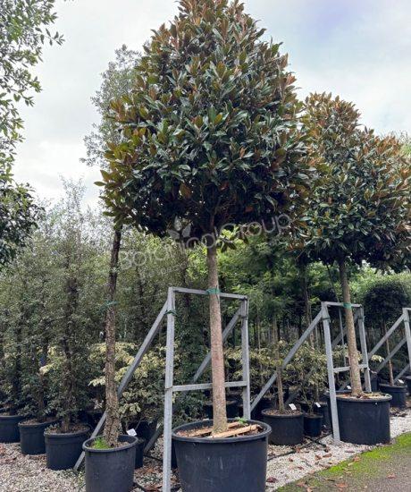 Magnolia grandiflora 'Gallisoniensis' - Groenblijvende tulpenboom piramidekroon