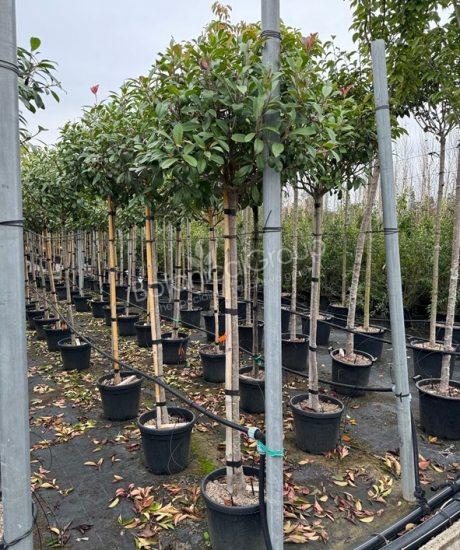 Photinia fraseri 'Red Robin' - Glansmispel