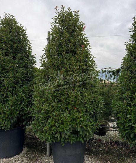 Photinia fraseri 'Red Robin' - Glansmispel