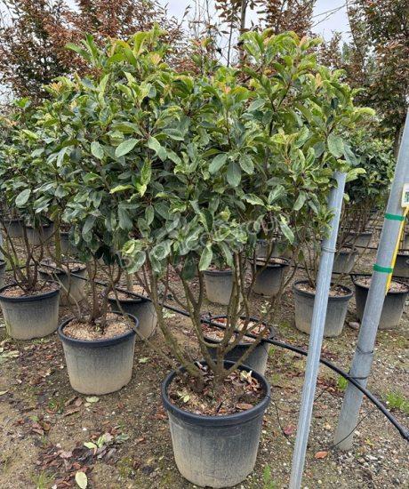 Photinia serrafolia 'Pink Crispy' - Glansmispel