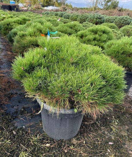 Pinus brepo - Bolvormige den