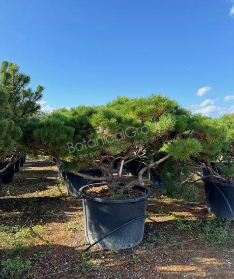Pinus mugo 'Mughus' - Bolvormige den
