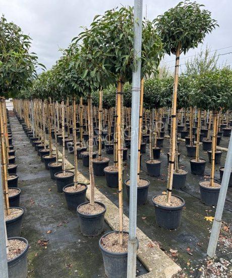 Prunus lusitanica 'Angustifolia' - Portugese laurier