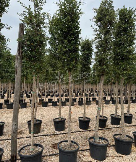 Quercus suber - Kurkeik