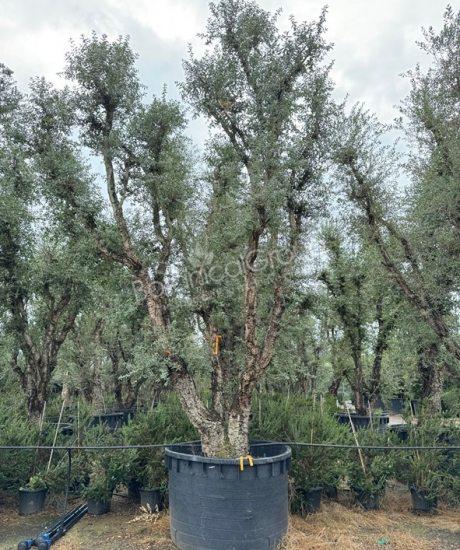 Quercus suber - Kurkeik