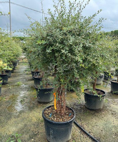 Quercus suber - Kurkeik