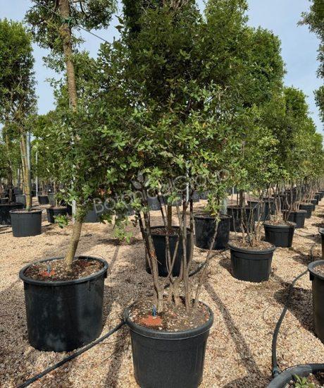 Quercus suber (Bestseller!) - Kurkeik