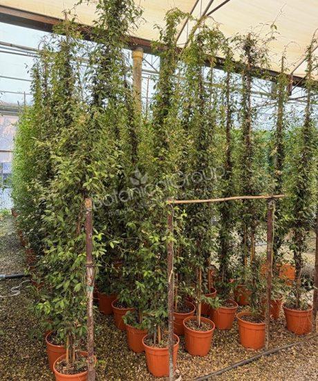 Toscaanse Jasmijn - Trachelospermum jasminoides