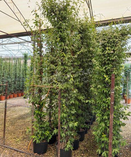 Toscaanse Jasmijn - Trachelospermum jasminoides