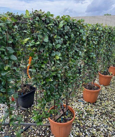 Toscaanse Jasmijn - Trachelospermum jasminoides