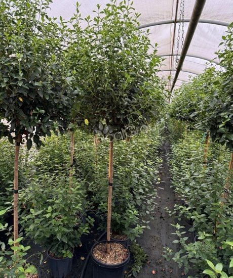 Viburnum tinus - Sneeuwbal