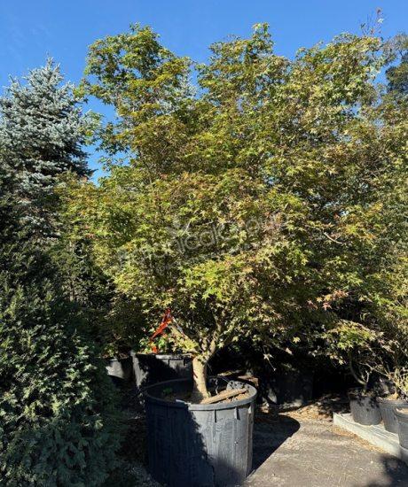 Acer palmatum 'Viride' - Japanse esdoorn