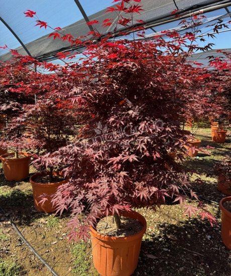 Acer palmatum 'Bloodgood' - Japanse esdoorn