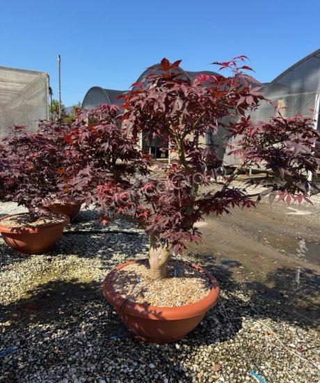 Acer palmatum 'Bloodgood' - Japanse esdoorn