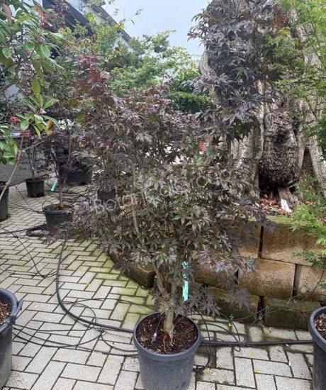 Acer palmatum 'Bloodgood' - Japanse esdoorn
