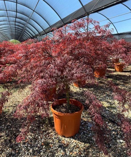 Acer palmatum dissectum 'Inaba Shidare' - Japanse esdoorn