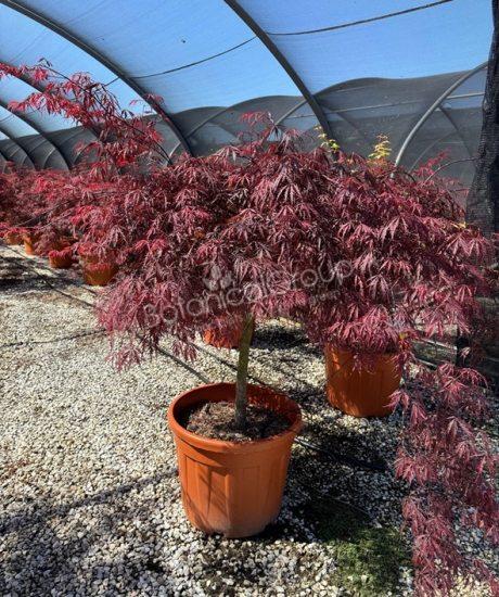 Acer palmatum dissectum 'Inaba Shidare' - Japanse esdoorn