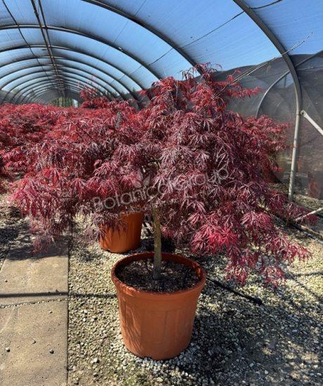 Acer palmatum dissectum 'Inaba Shidare' - Japanse esdoorn