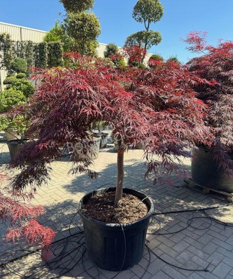 Acer palmatum dissectum 'Inaba Shidare' - Japanse esdoorn